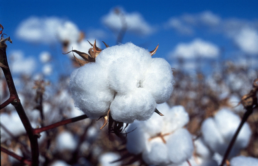 Cotton boll in the field, New South Wales