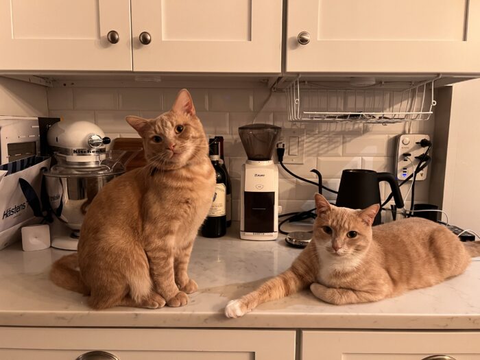 A picture of two orange cats belonging to Dean Ball.